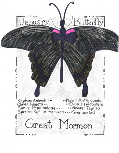 Series B, Quarter 1 (13 Weeks)